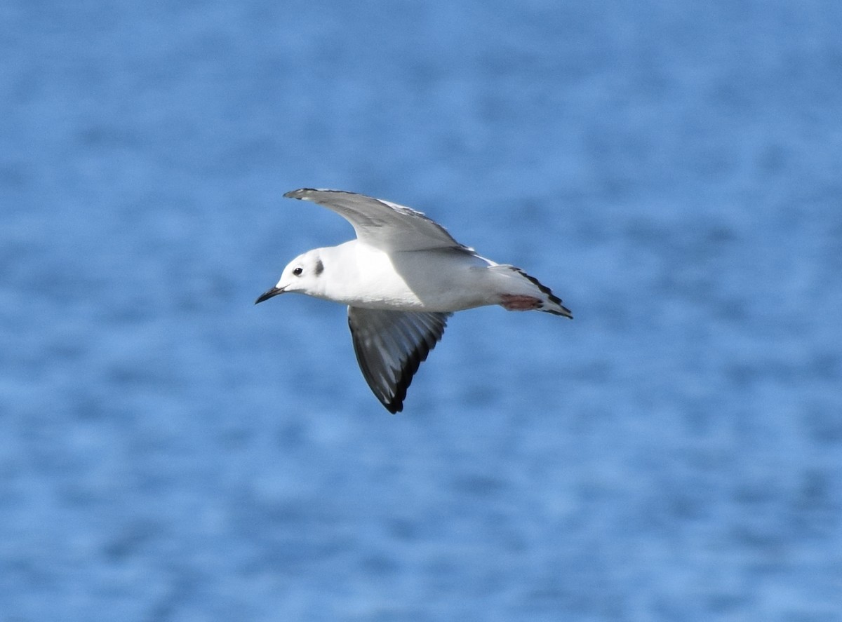 Мартин канадський - ML646079045