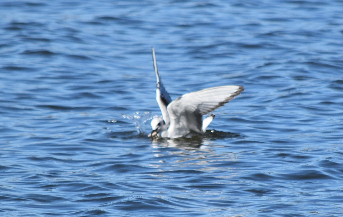 Мартин канадський - ML646079046