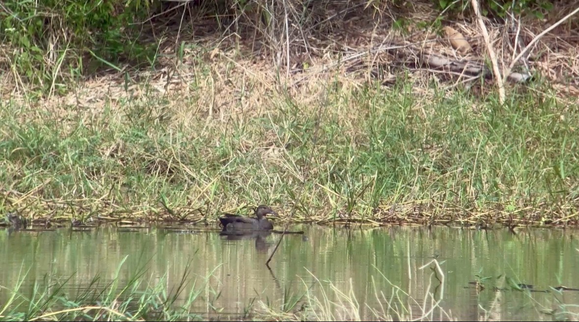 Серая утка - ML646079047