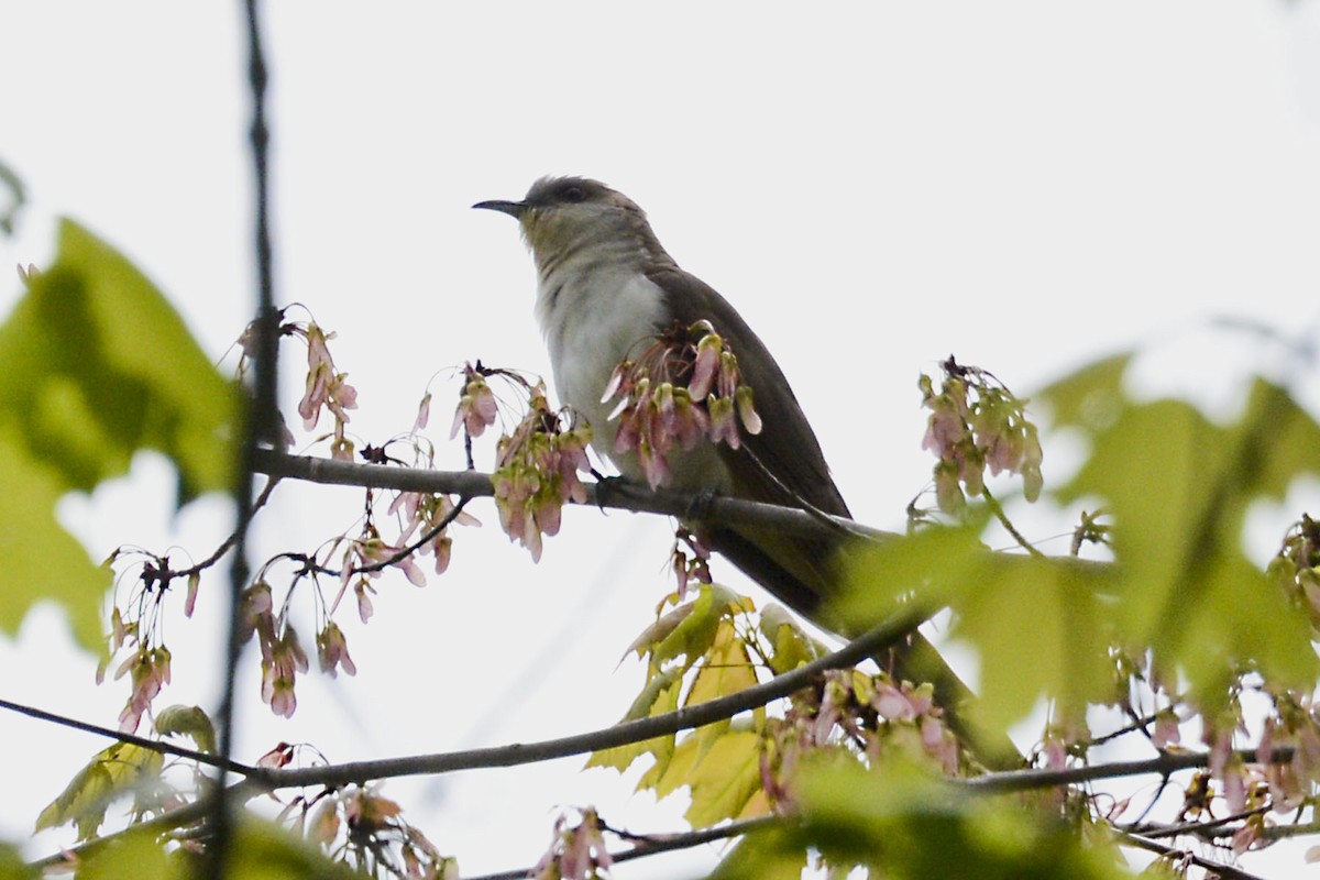 Кукліло чорнодзьобий - ML646079048