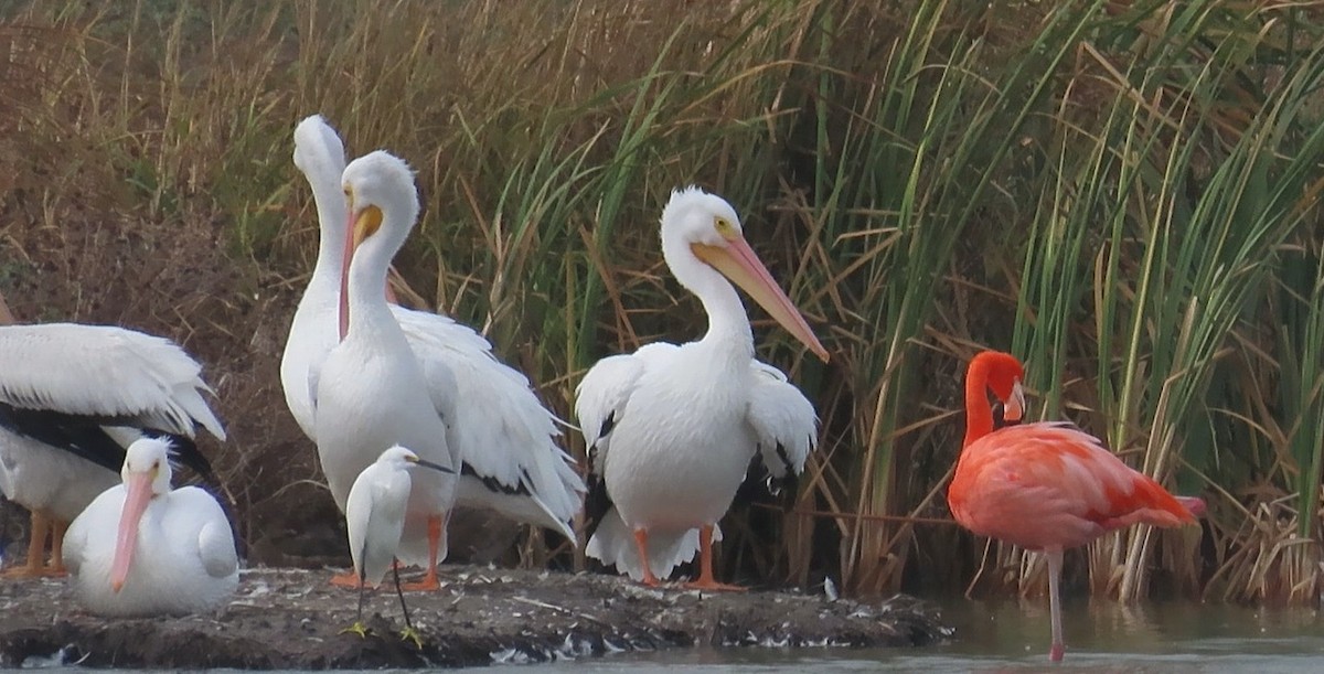 Фламінго червоний - ML646079049