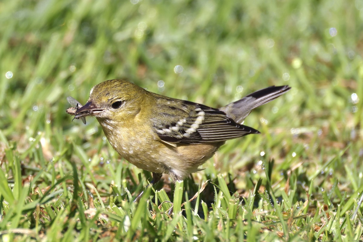 Bay-breasted Warbler - ML646079053