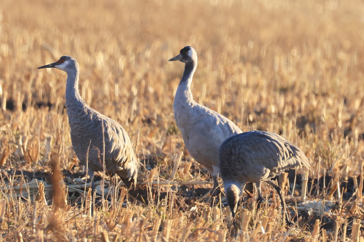 Common Crane - ML646079055