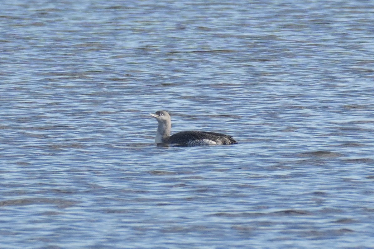 Red-throated Loon - ML646079060
