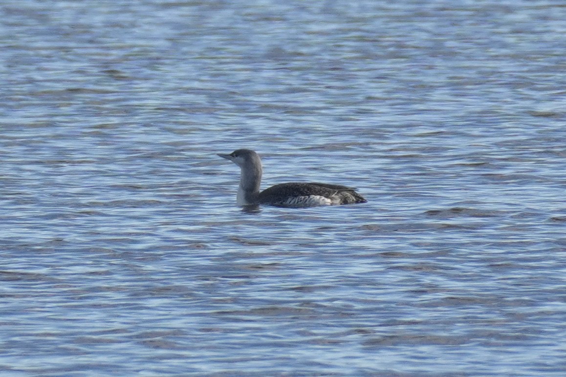 Red-throated Loon - ML646079061