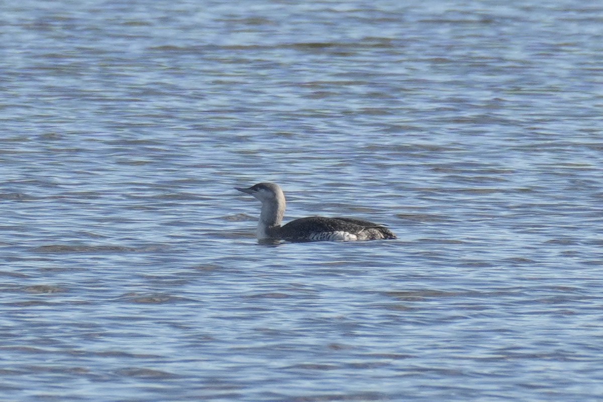 Red-throated Loon - ML646079062