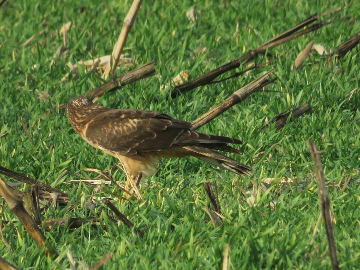Northern Harrier - ML646079064