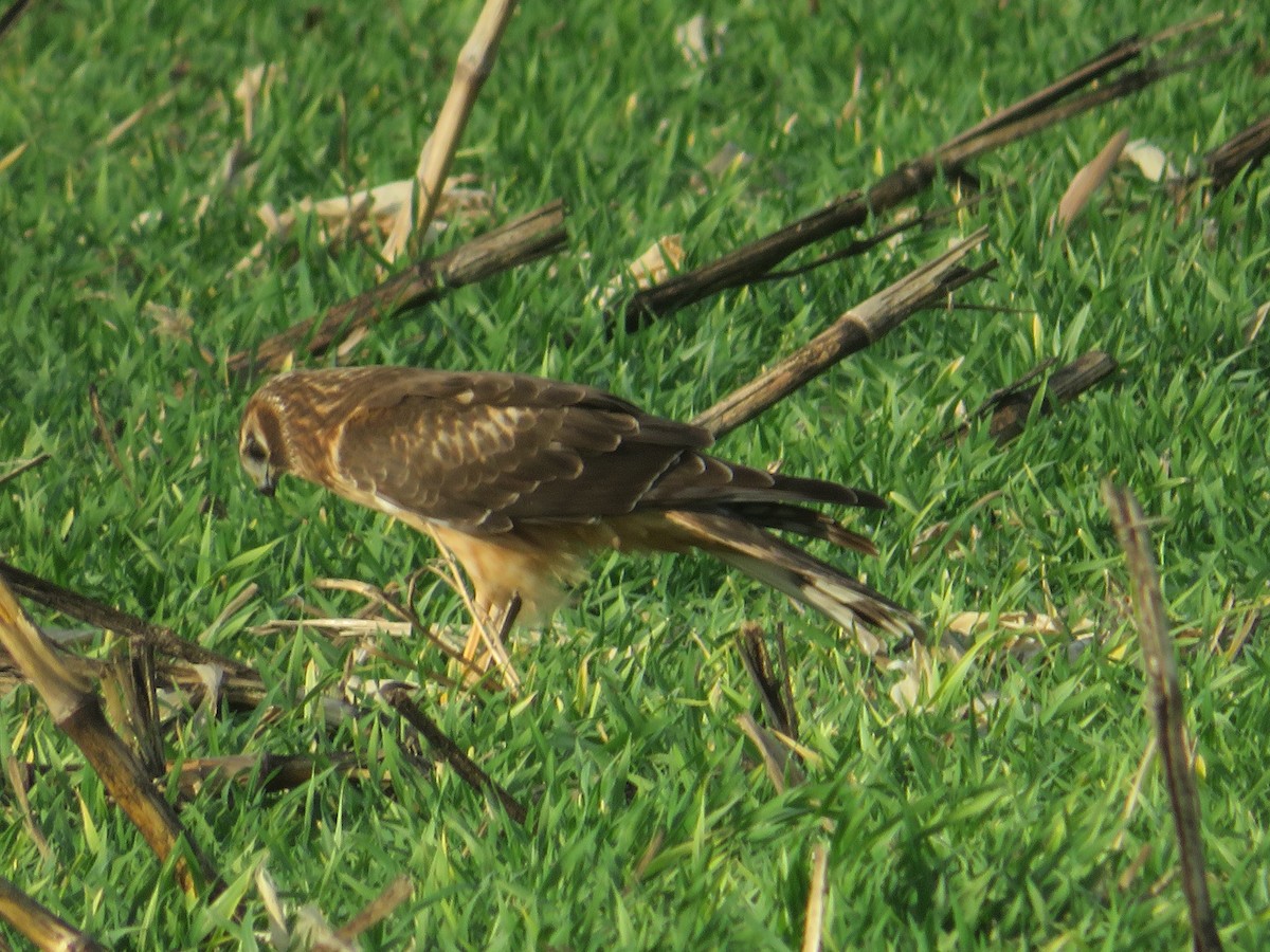 Northern Harrier - ML646079065