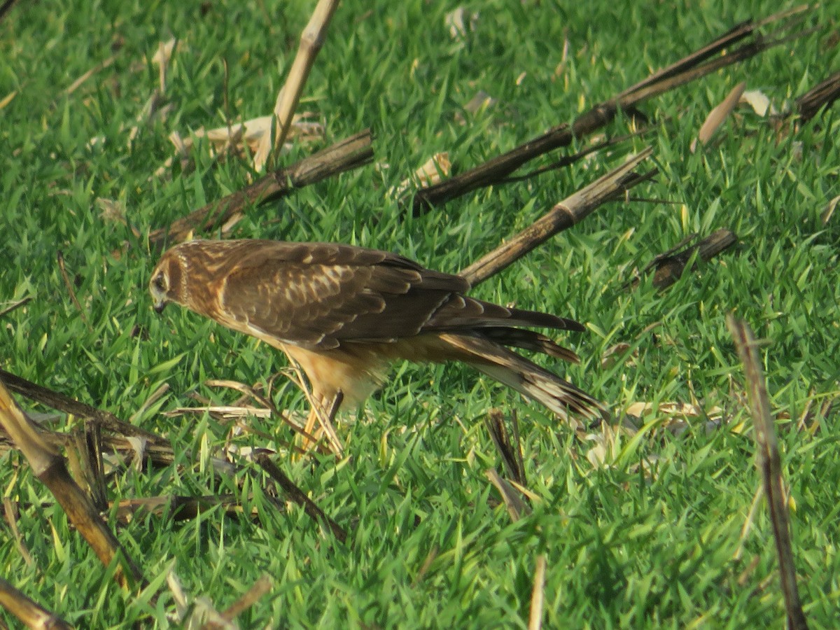 Northern Harrier - ML646079066
