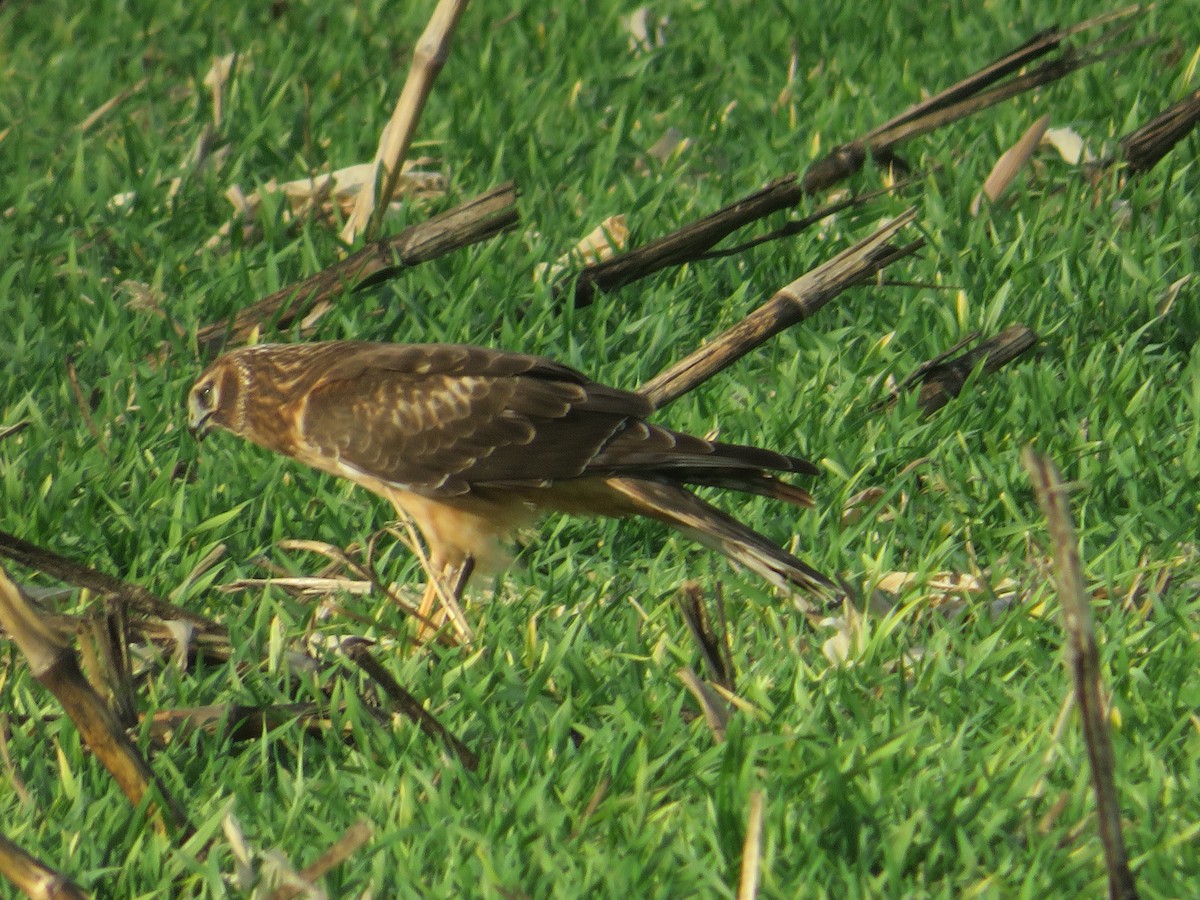 Northern Harrier - ML646079067
