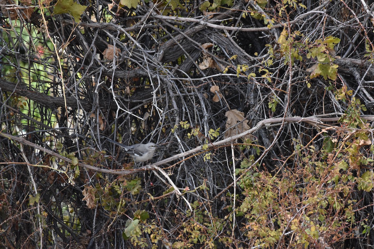 Northern Mockingbird - ML646079077