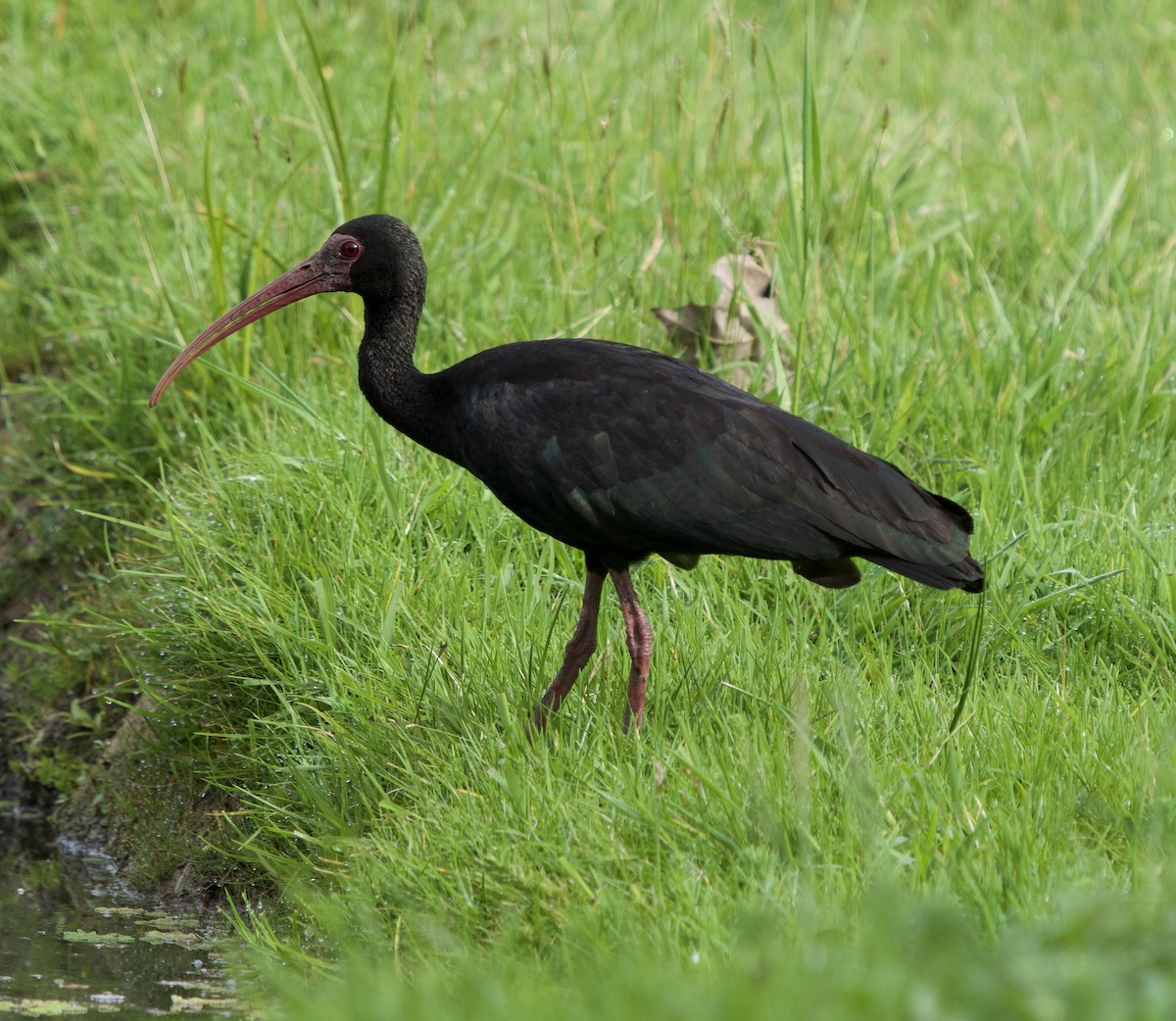 Bare-faced Ibis - ML646079086