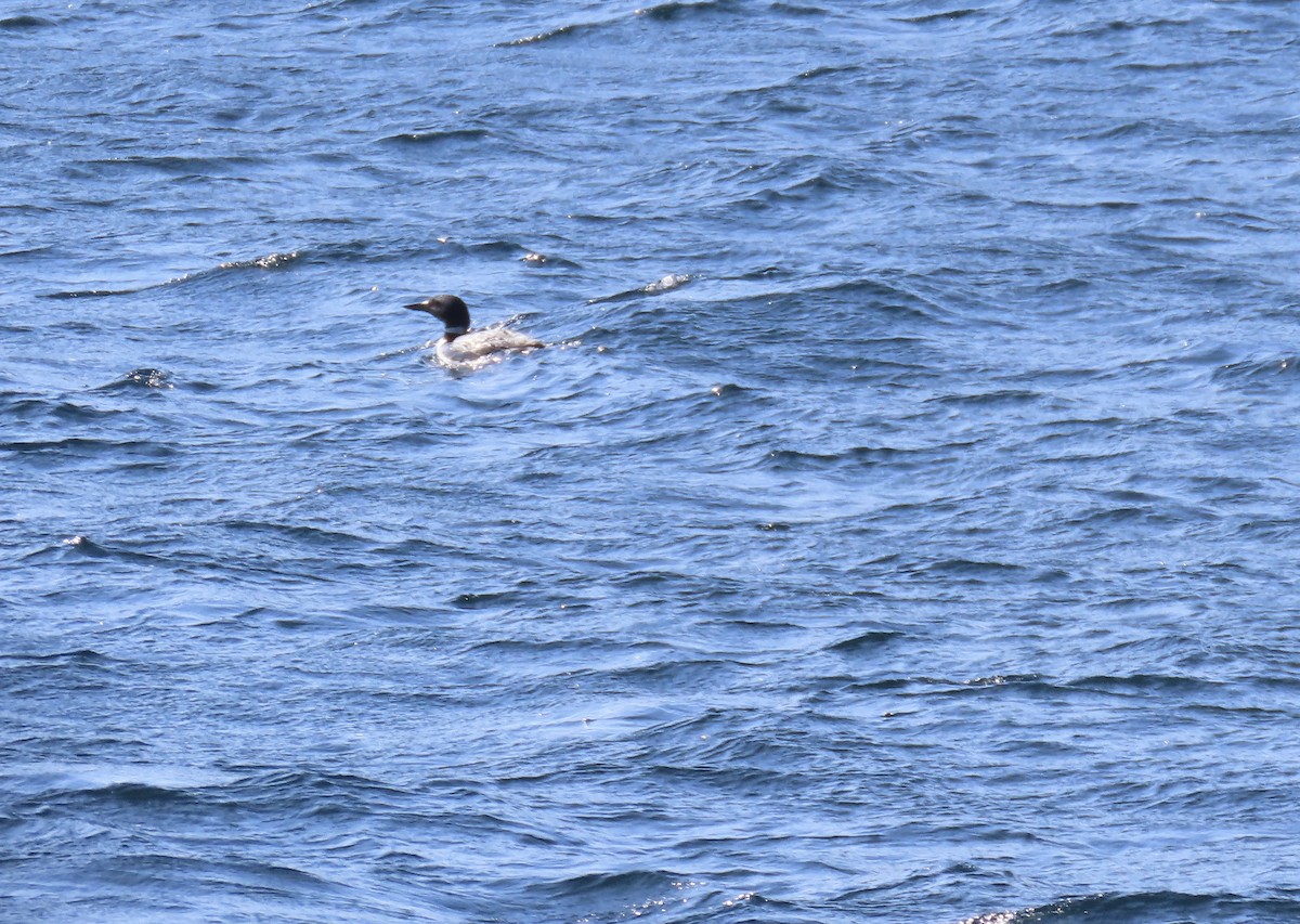 Common Loon - ML646079093