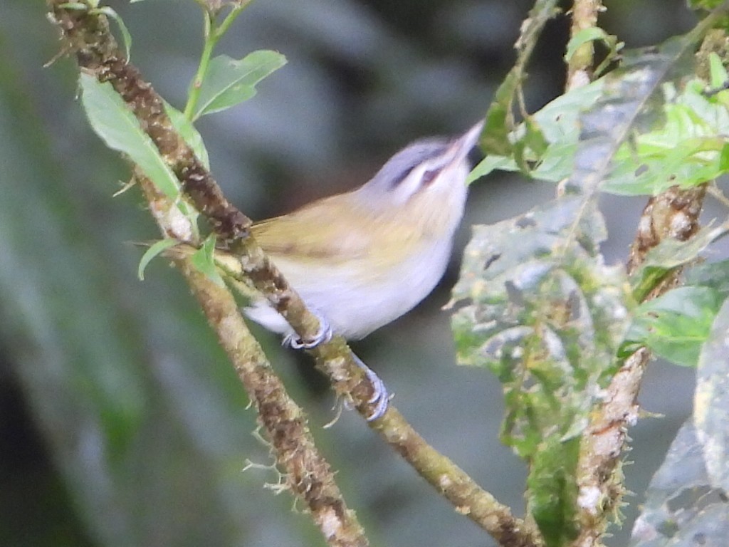 Chivi Vireo - ML646079095