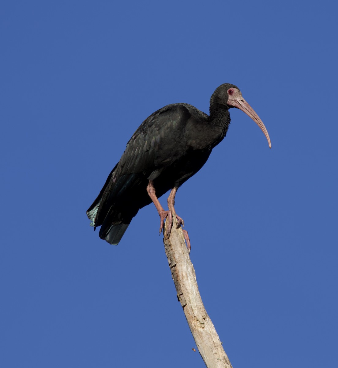 Bare-faced Ibis - ML646079096
