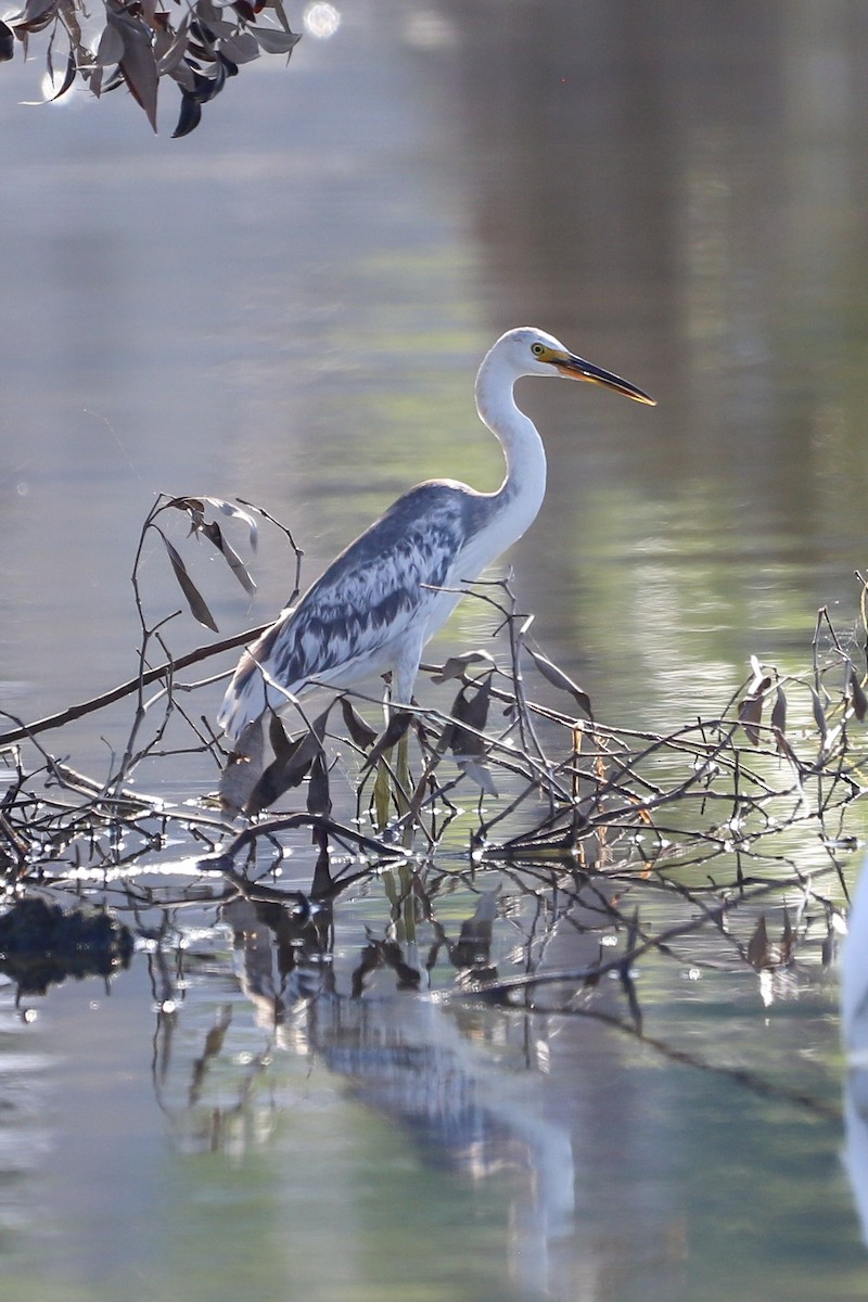 Little Egret - ML646079102