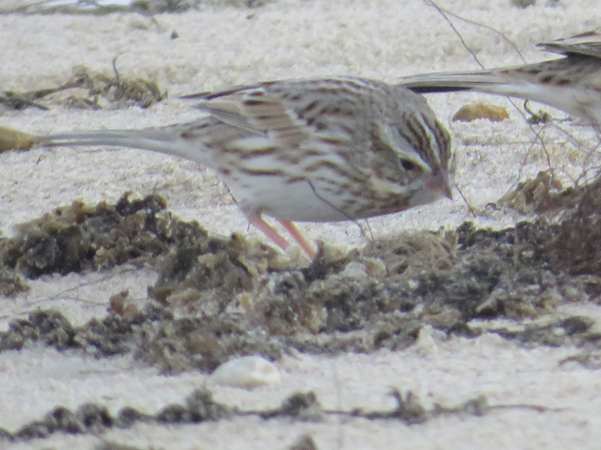 Grasammer - ML646079103