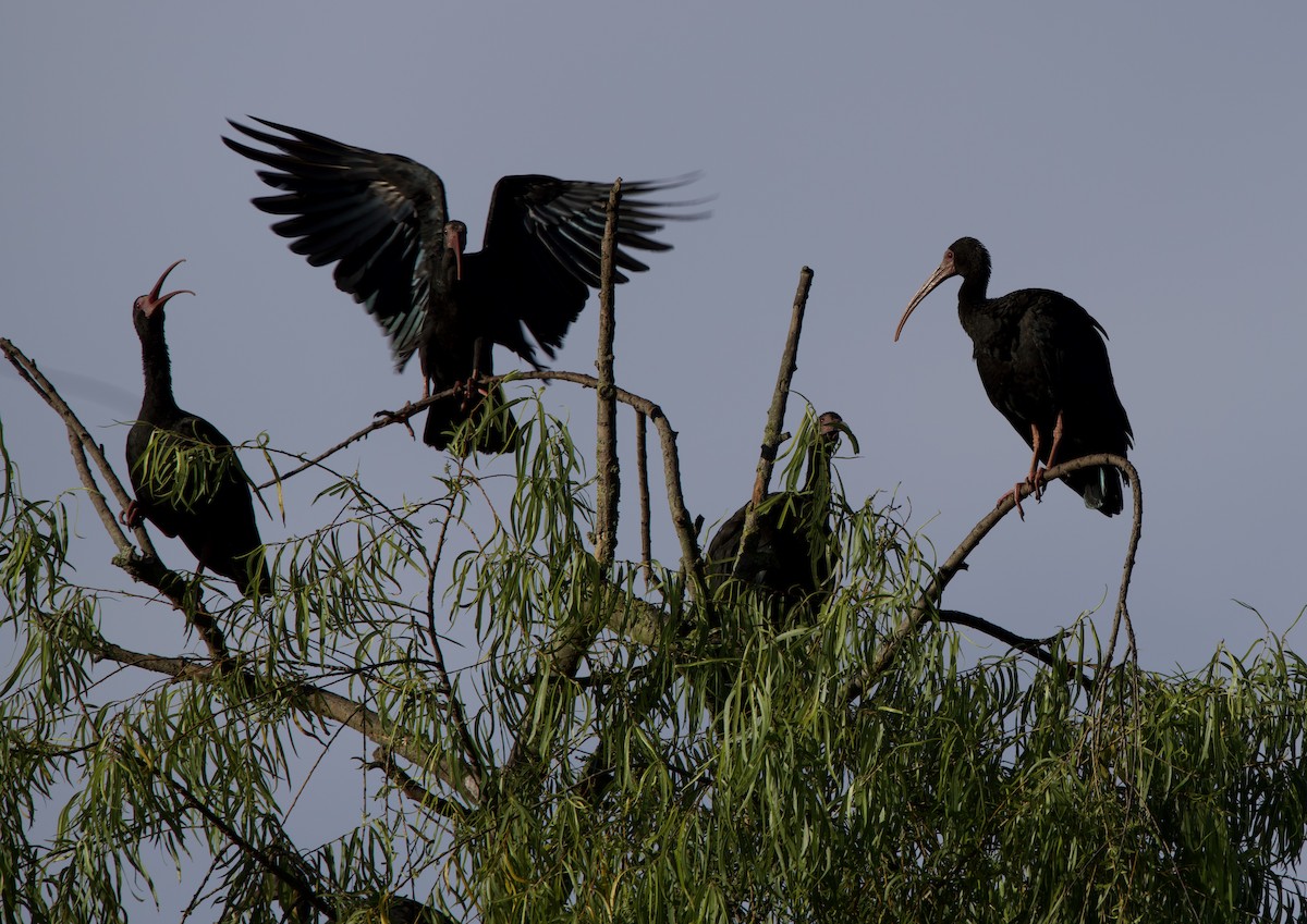 Bare-faced Ibis - ML646079104