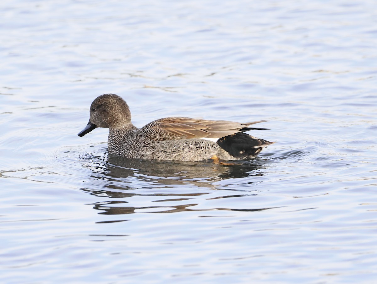 Серая утка - ML646079115