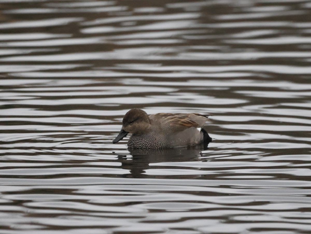 Серая утка - ML646079116