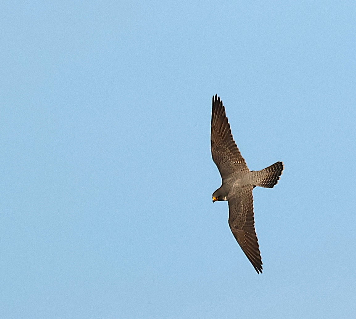 遊隼 - ML646079118