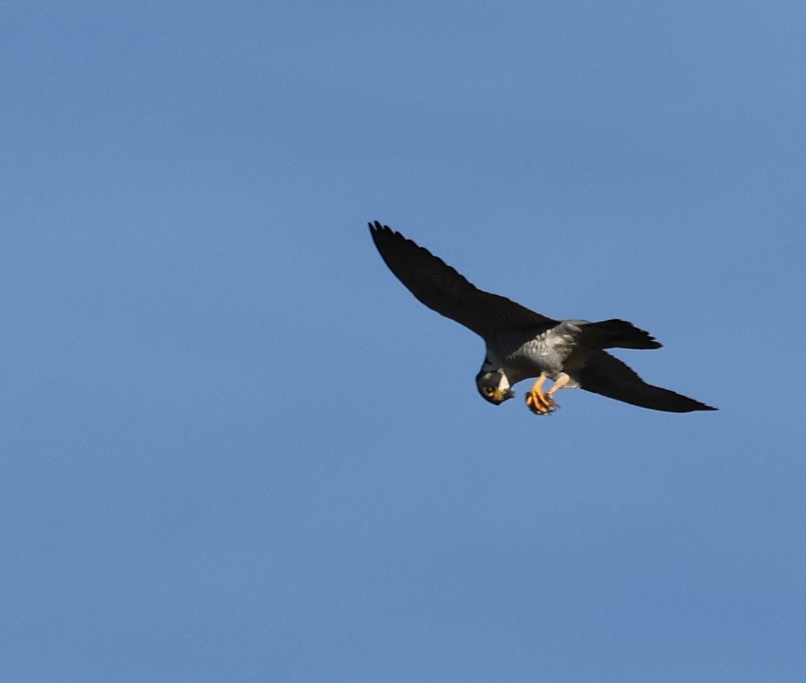 遊隼 - ML646079119