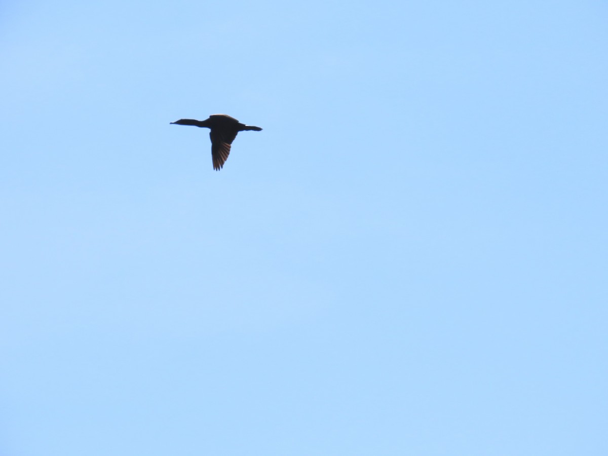 Double-crested Cormorant - ML646079125