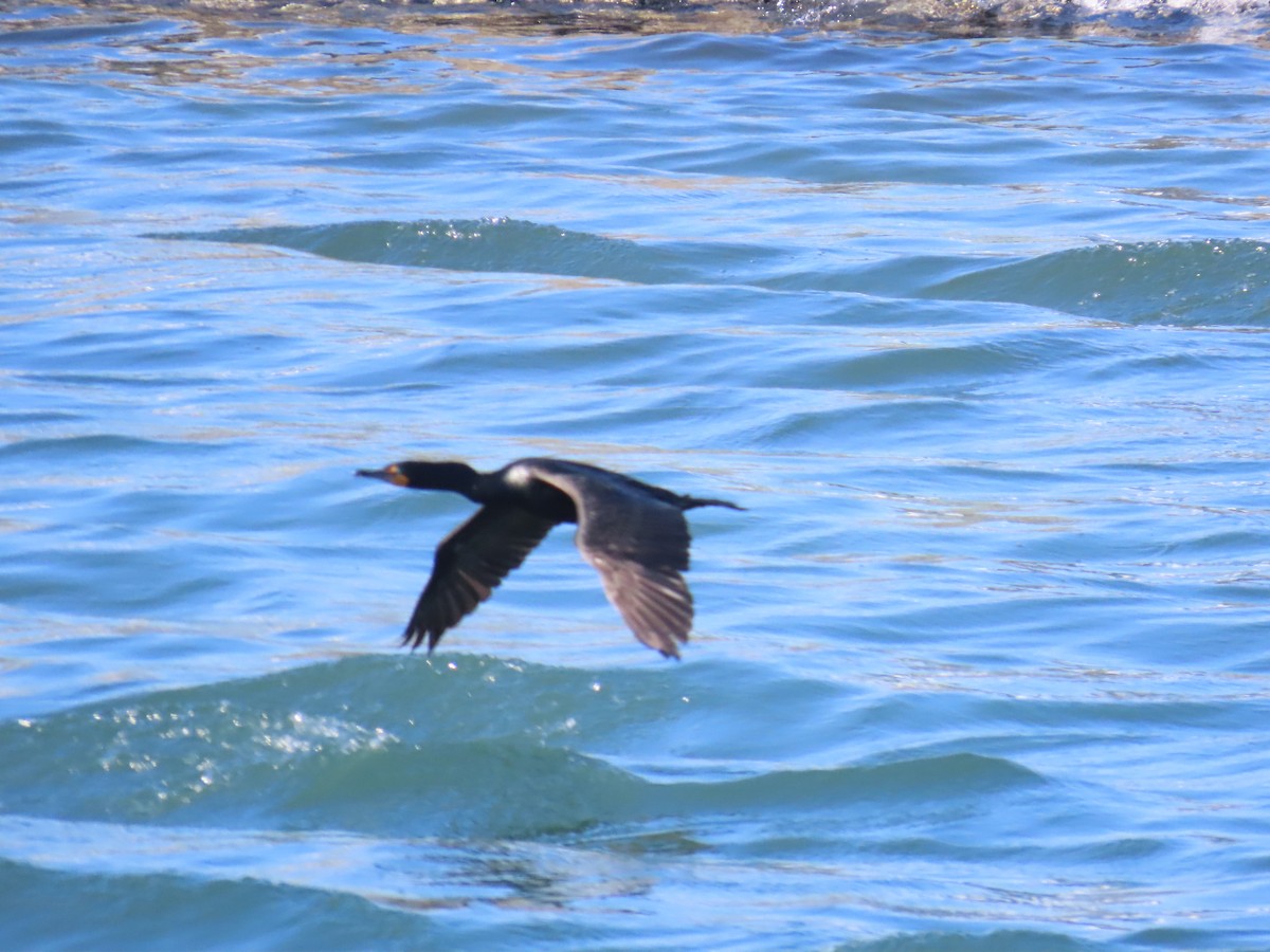 Double-crested Cormorant - ML646079128