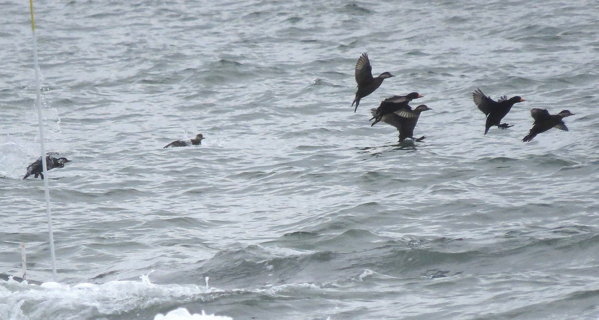 turpan žlutozobý - ML646079129