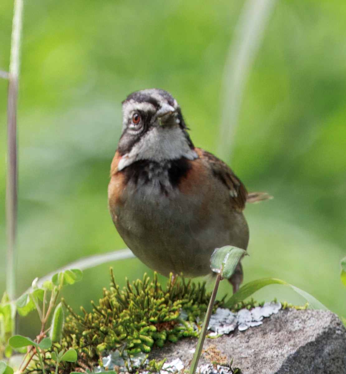 Kızıl Enseli Serçe - ML646079130