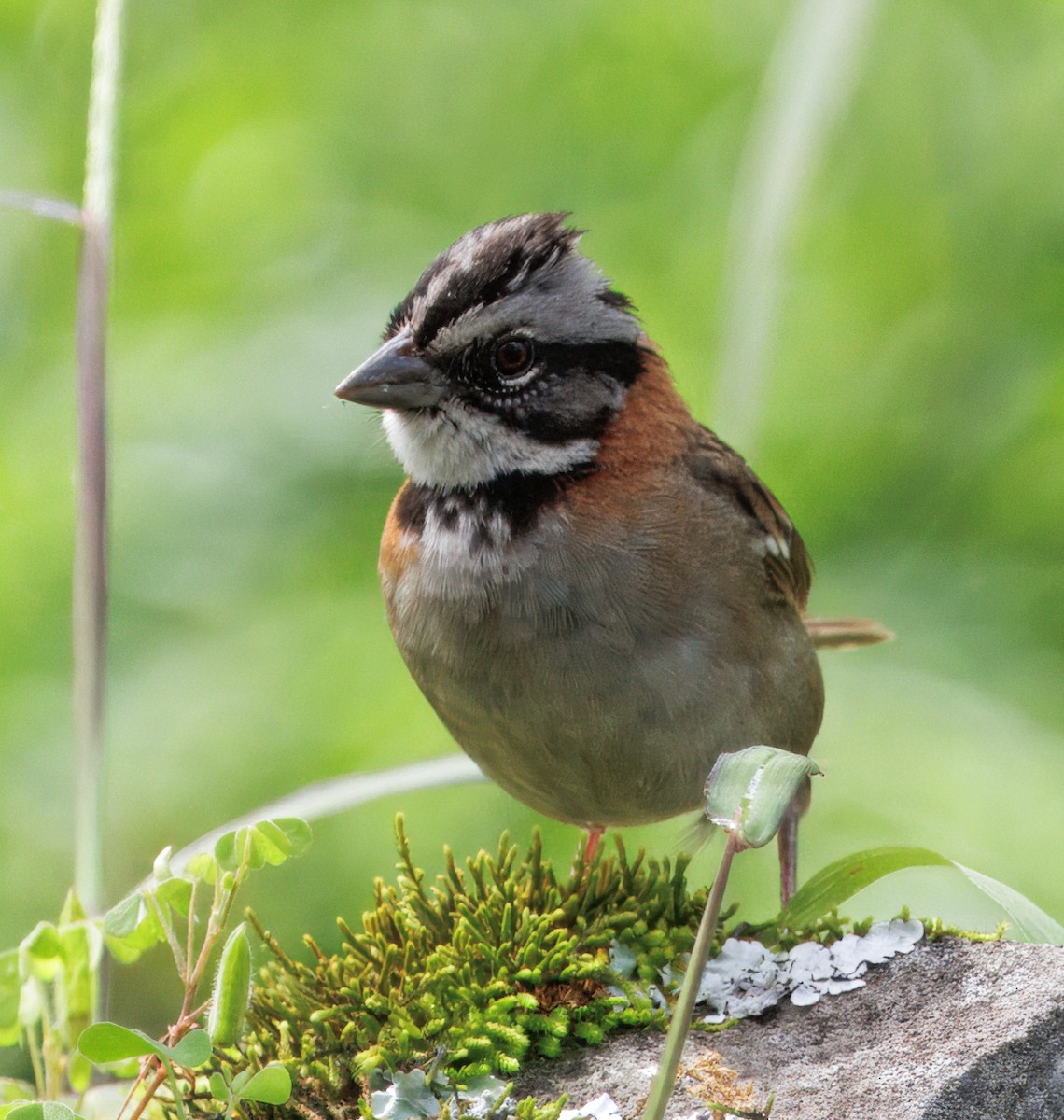 Kızıl Enseli Serçe - ML646079131