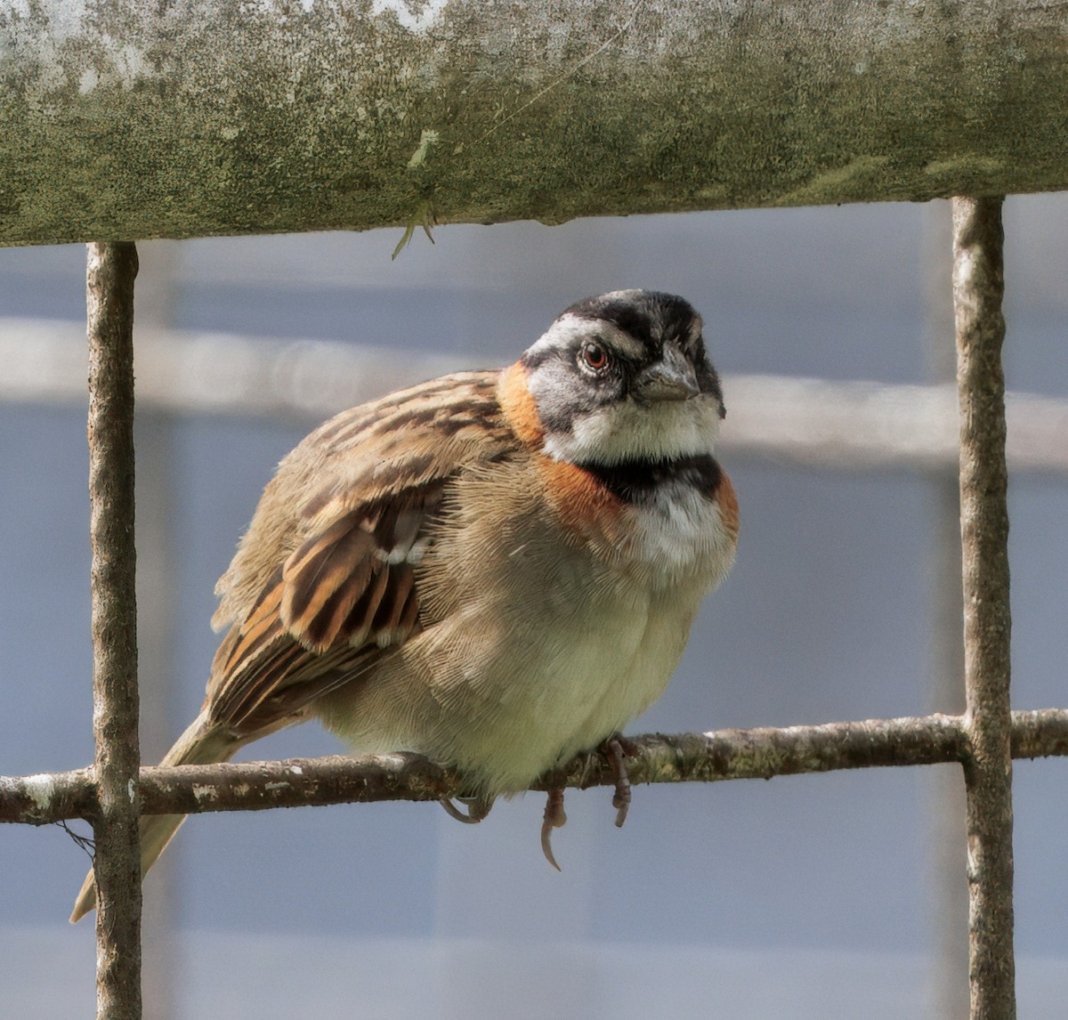 Kızıl Enseli Serçe - ML646079132