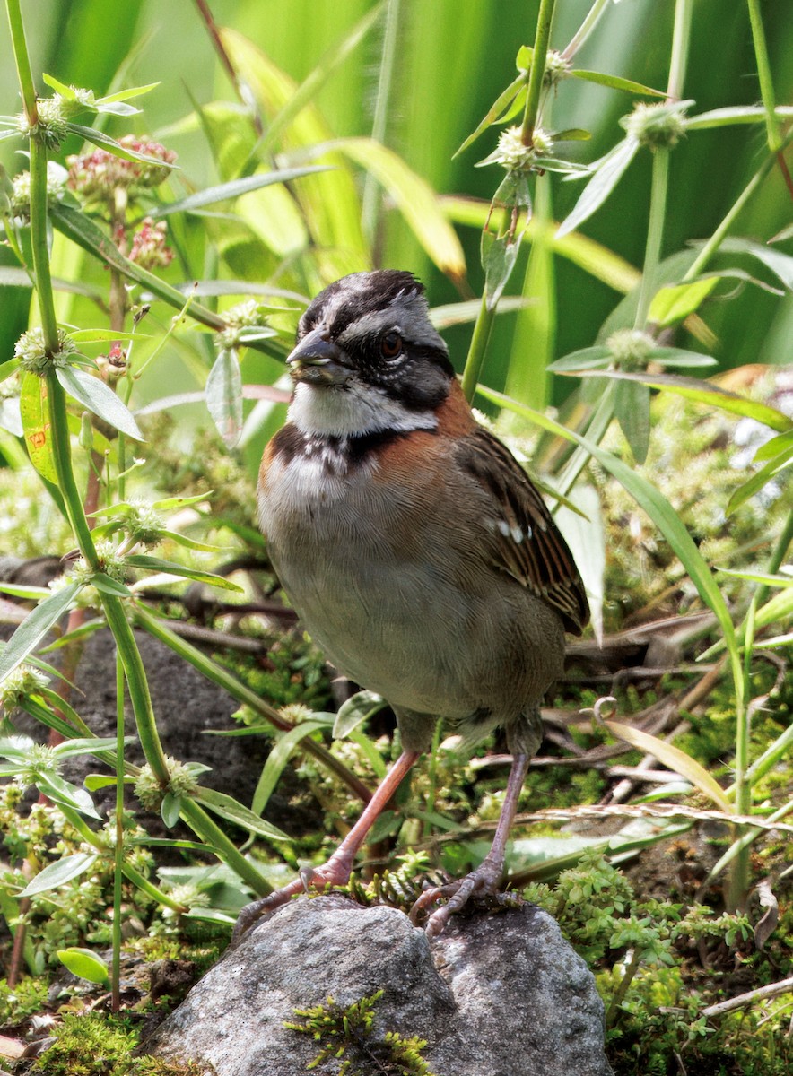 Kızıl Enseli Serçe - ML646079133