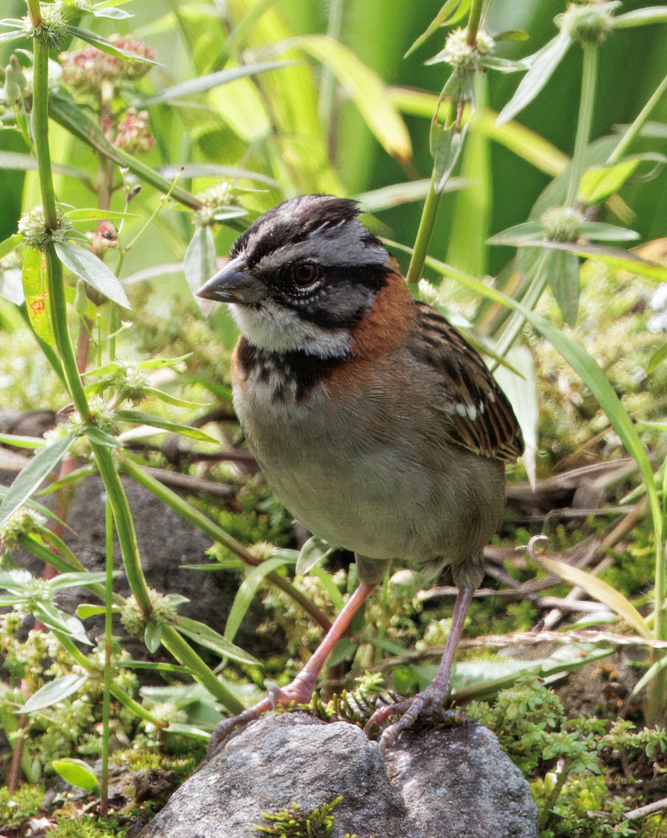 Kızıl Enseli Serçe - ML646079134