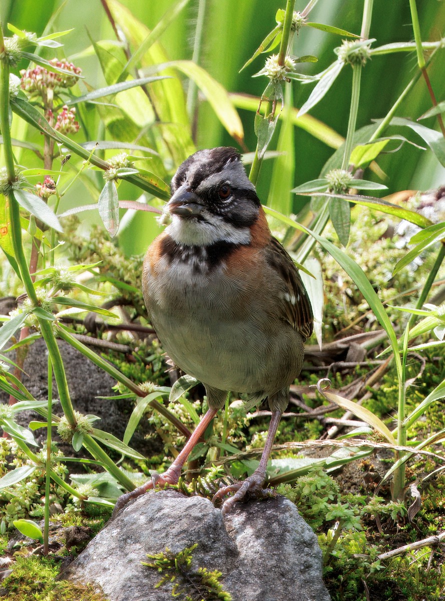 Kızıl Enseli Serçe - ML646079135