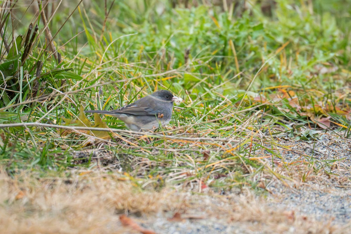 Dark-eyed Junco - ML646079137