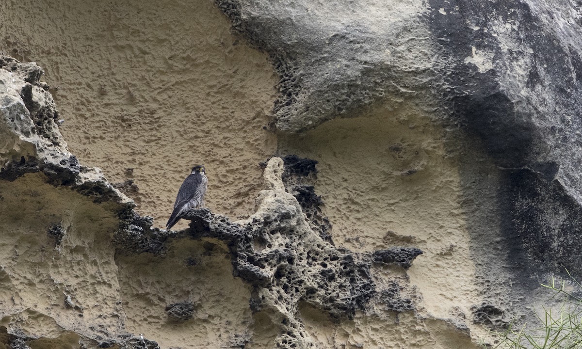 遊隼 - ML646079138