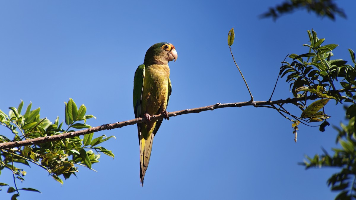 Orange-fronted Parakeet - ML646079139