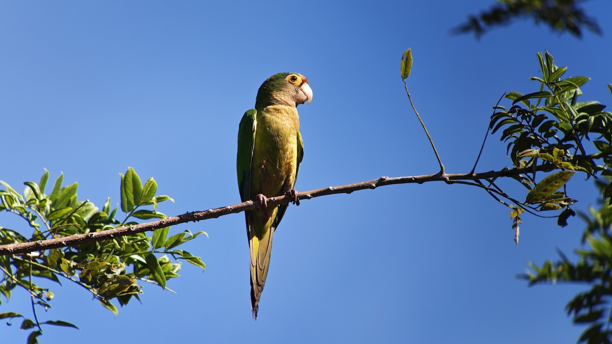Orange-fronted Parakeet - ML646079140
