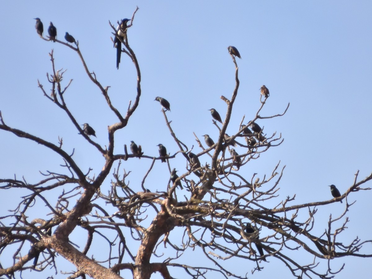 European Starling - ML646079146