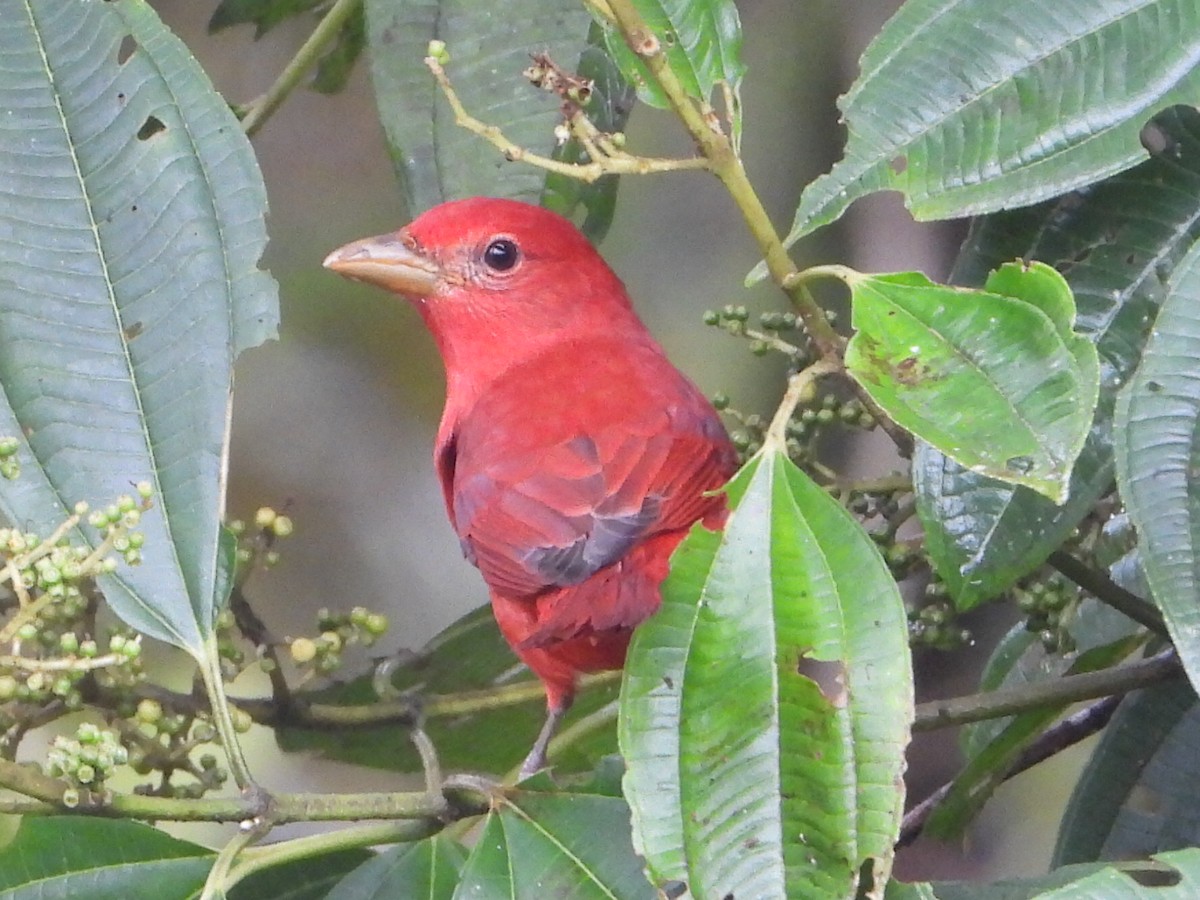 Summer Tanager - ML646079149