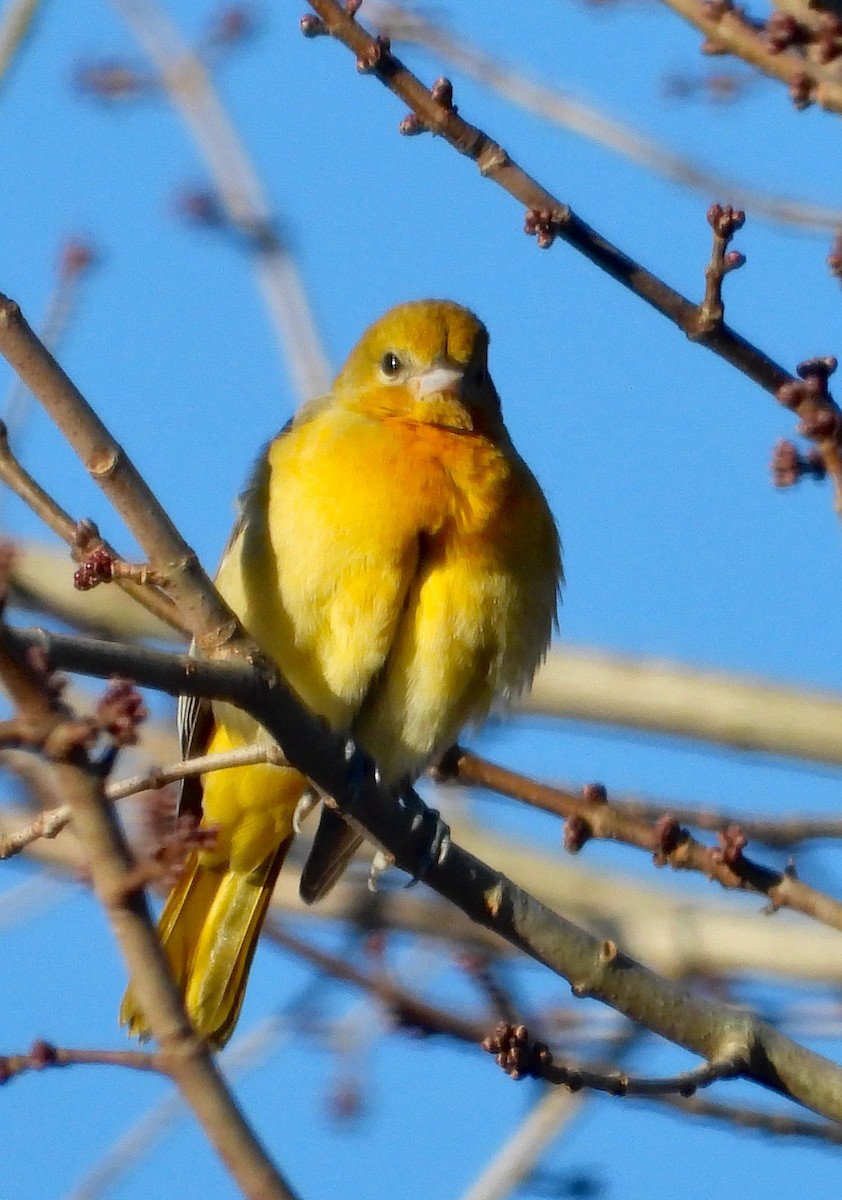 Baltimore Oriole - ML646079160