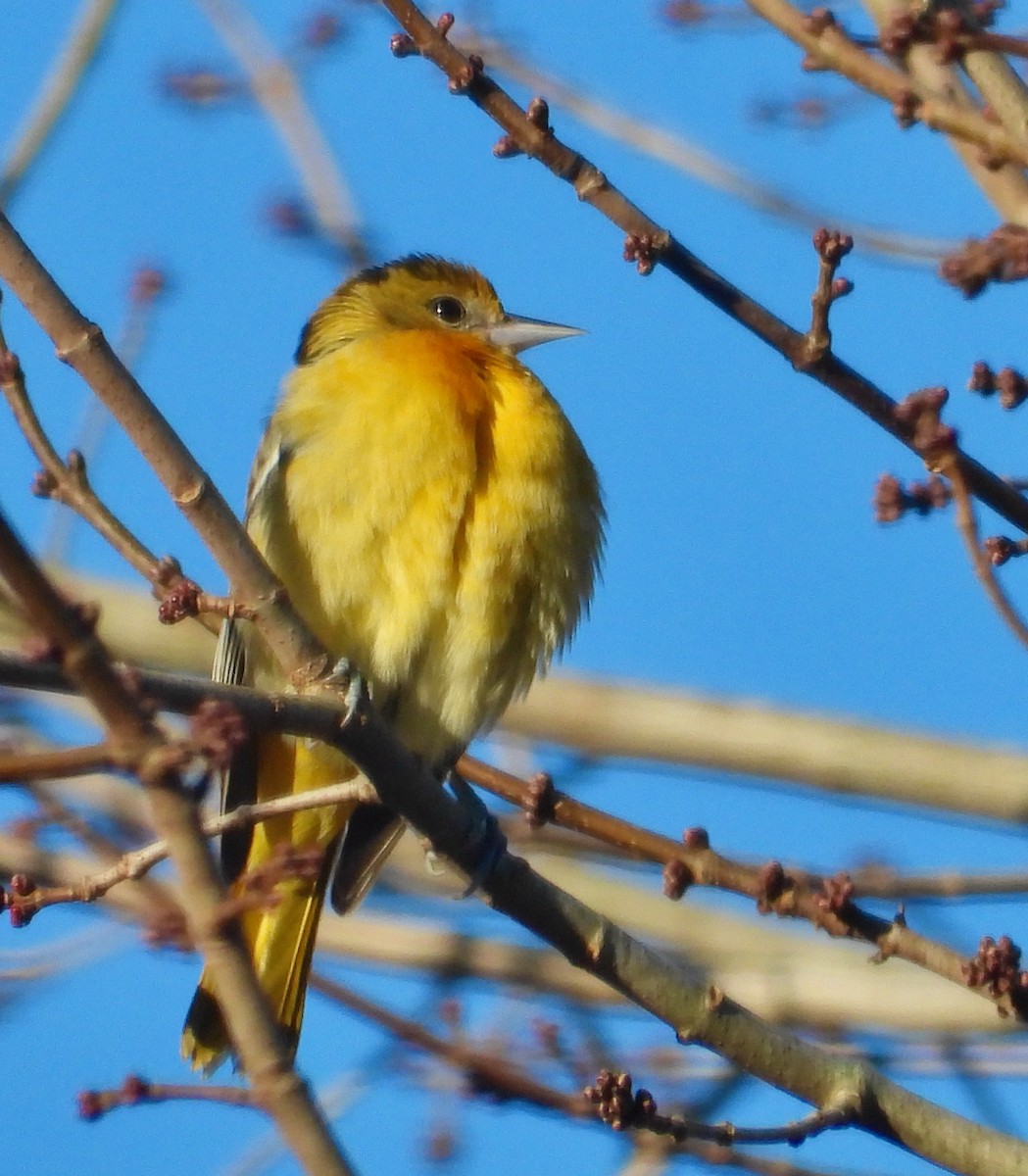 Baltimore Oriole - ML646079161
