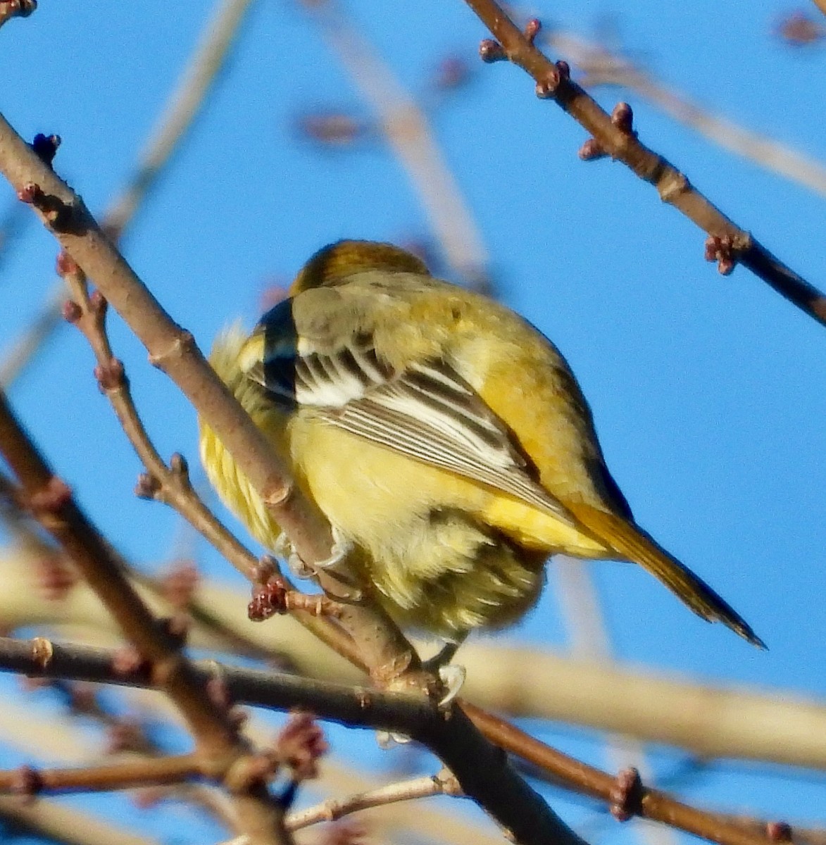 Baltimore Oriole - ML646079162