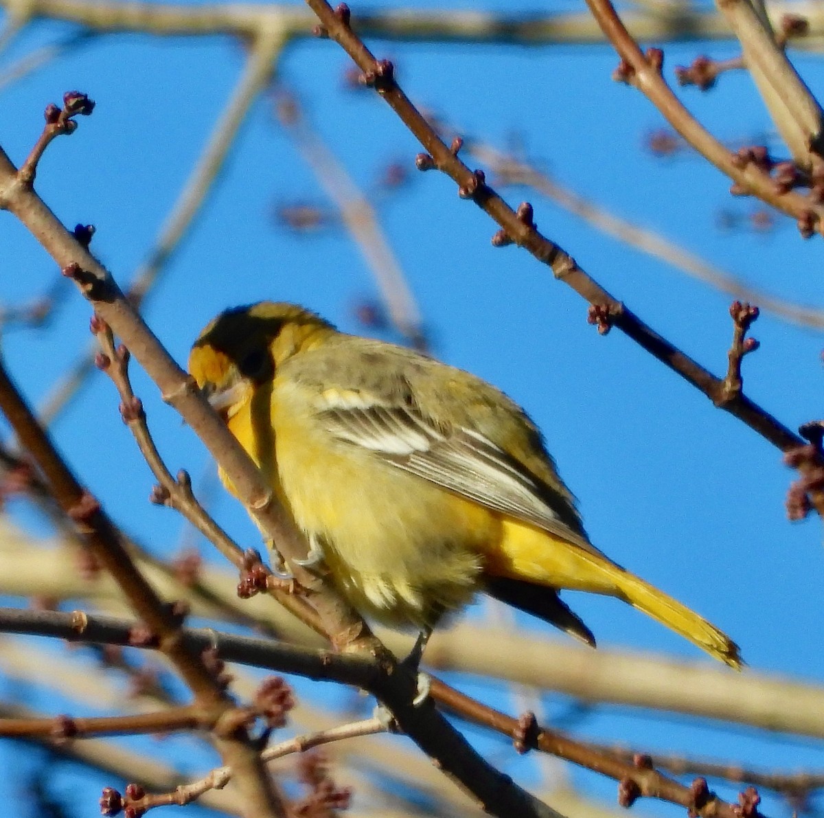 Baltimore Oriole - ML646079163