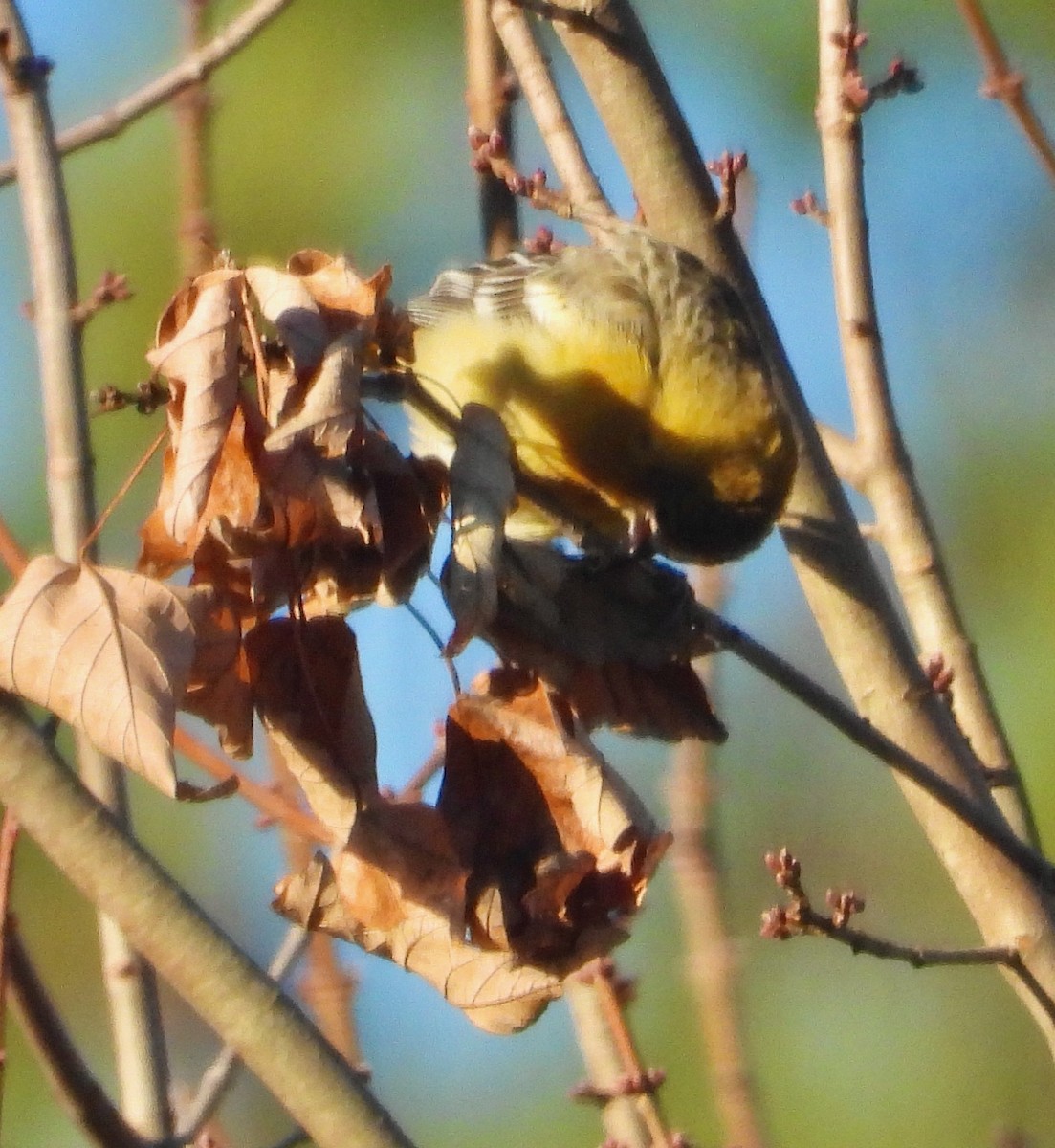 Baltimore Oriole - ML646079164