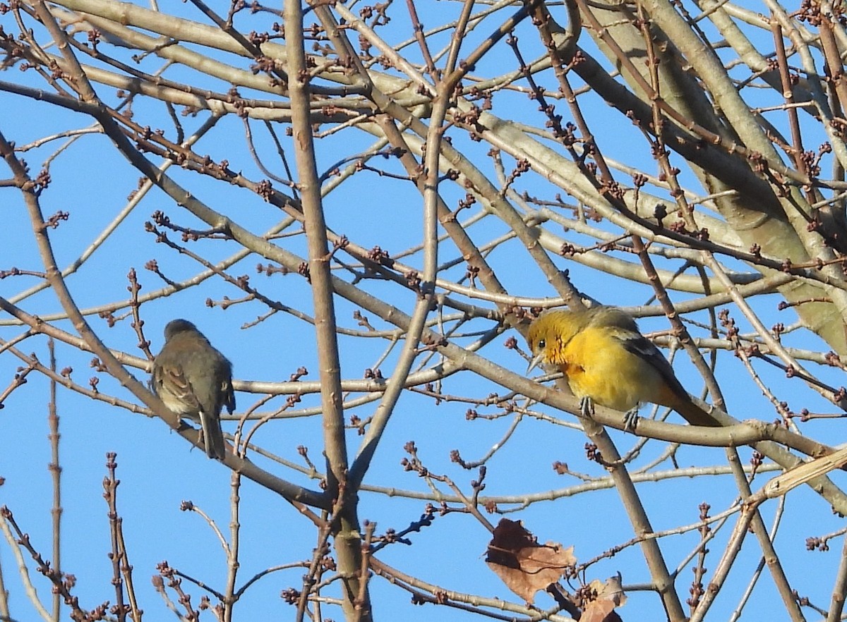 Baltimore Oriole - ML646079165