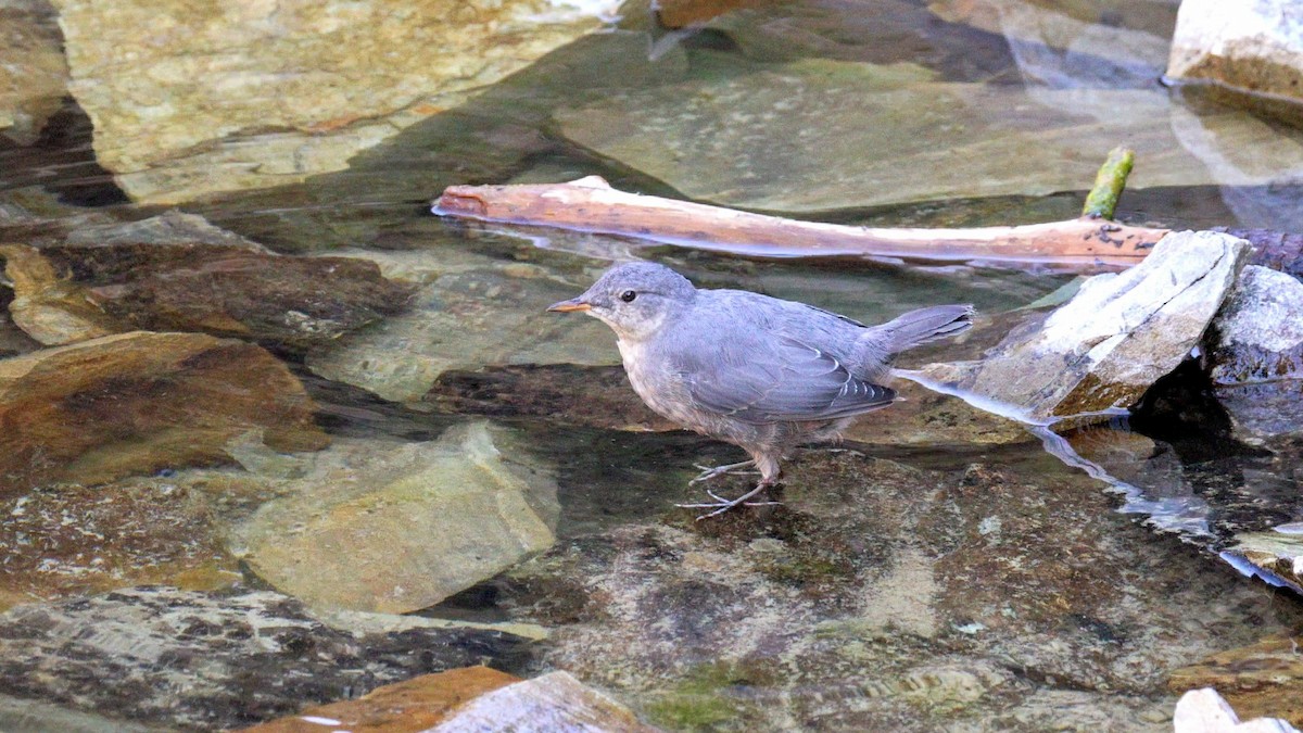 American Dipper - ML646079167