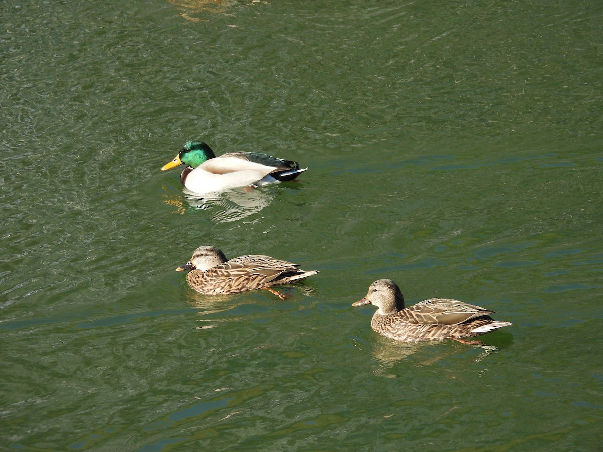 Крижень звичайний - ML646079169