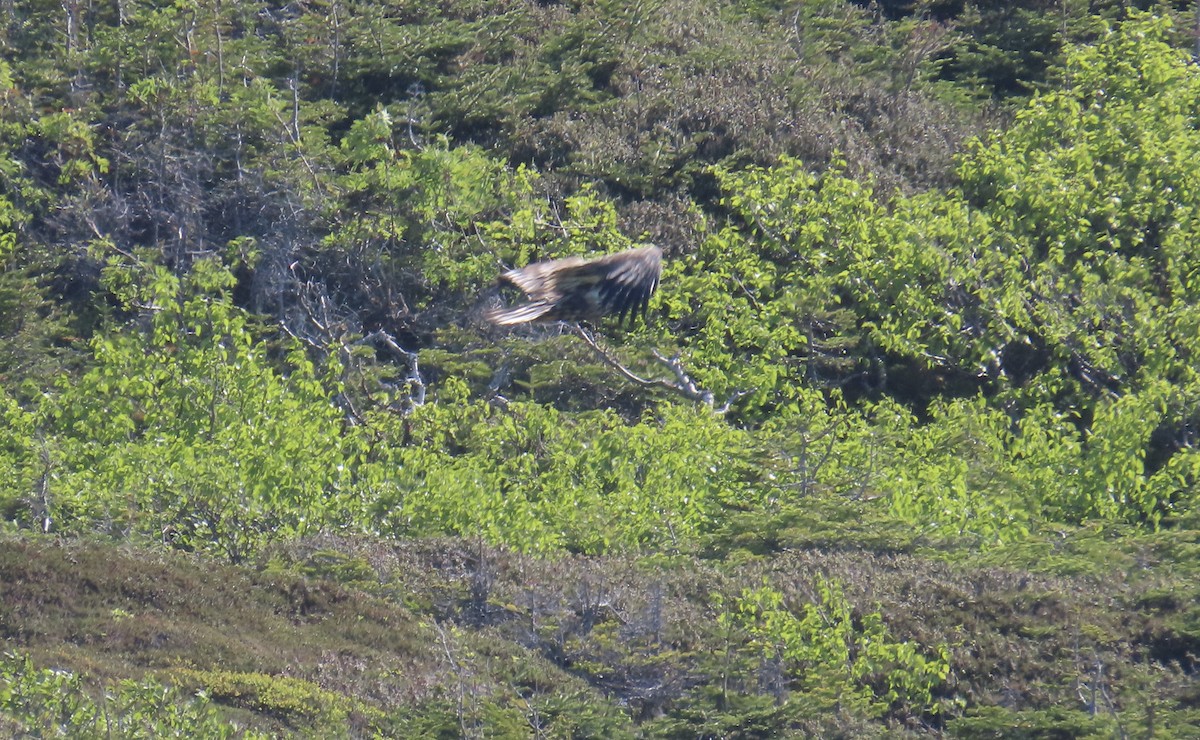 Bald Eagle - ML646079171